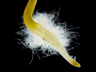 Image showing Chili pepper (Capsicum annuum) seedling root hair