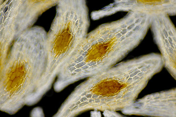 Image showing Terrestrial orchid seeds