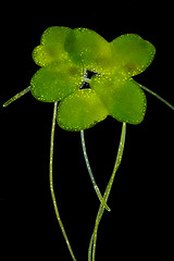 Image showing Common duckweed (Lemna minor)