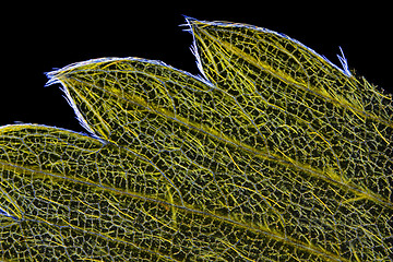 Image showing Wild strawberry (Fragaria vesca) leaf edge