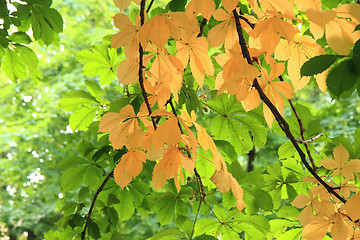 Image showing color chestnuts leaves