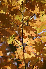 Image showing Autumn