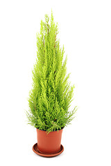 Image showing white cedar tree isolated