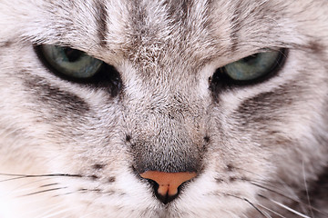 Image showing grey cat face