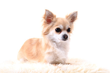 Image showing chihuahua is resting 