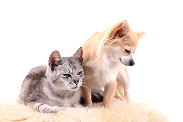 Image showing cat and chihuahua are resting