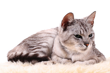 Image showing gray cat isolated