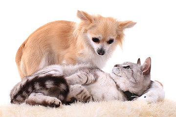 Image showing cat and chihuahua are resting