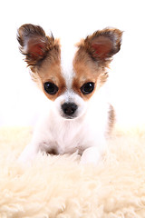 Image showing chihuahua is resting 