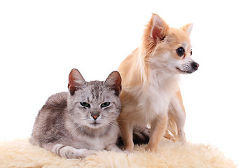 Image showing cat and chihuahua are resting