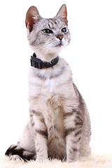 Image showing gray cat isolated