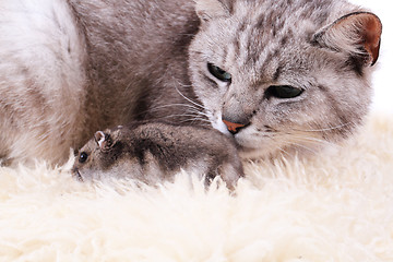 Image showing cat and mouse