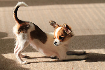 Image showing chihuahua is resting 