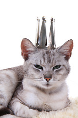 Image showing gray cat as princess isolated