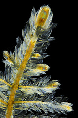 Image showing Detail of moss Pleurozium schreberi