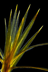 Image showing Common haircap moss (Polytrichum commune) in polarized light