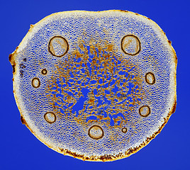 Image showing Male fern (Dryopteris filix-mas) frond stem cross section