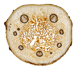 Image showing Male fern (Dryopteris filix-mas) frond stem cross section