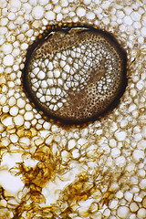 Image showing Male fern (Dryopteris filix-mas) vascular bundle