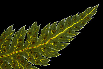 Image showing Broad buckler fern (Dryopteris dilatata) leaf tip