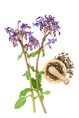 Image showing Borage Starflower Herb  