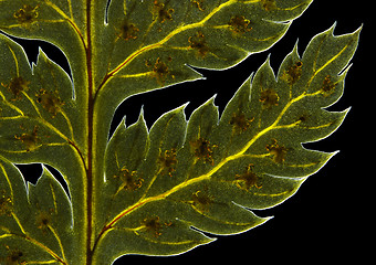 Image showing Broad buckler fern (Dryopteris dilatata) frond detail