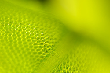 Image showing Detail of moss leaf (Plagiomnium affine)