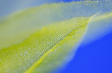 Image showing Detail of moss leaf