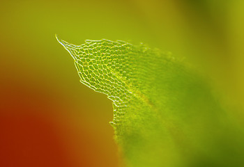 Image showing Detail of moss leaf