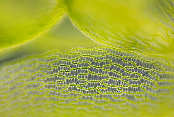 Image showing Detail of peat moss leaf (Sphagnum)