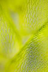 Image showing Detail of peat moss leaf (Sphagnum)