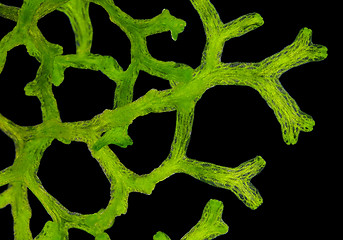 Image showing Crystalwort (Riccia fluitans) thalli