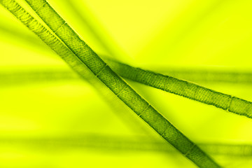 Image showing Microscopic view of green algae (Spirogyra)