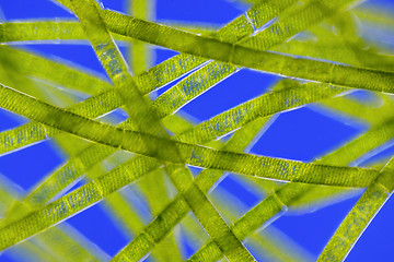 Image showing Microscopic view of green algae (Spirogyra)