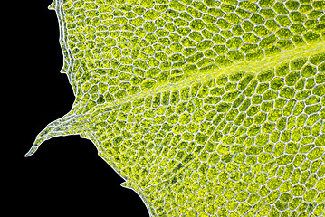 Image showing Detail of moss leaf (Plagiomnium affine)