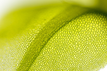 Image showing Detail of moss leaf (Plagiomnium affine)