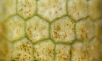 Image showing Horsetail closed strobilus (sporangia) texture