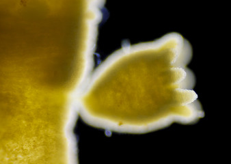 Image showing Green hydra (Hydra viridissima) young polyp