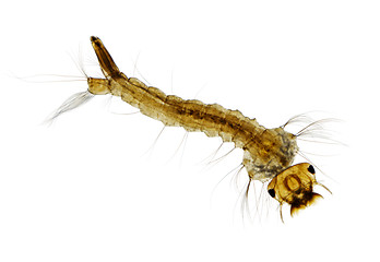 Image showing Mosquito (Aedes) larva