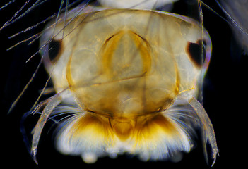 Image showing Mosquito (Aedes) larva head