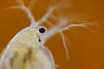 Image showing Freshwater water flea (Daphnia magna)