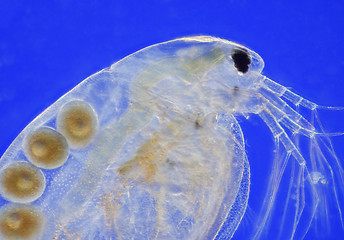 Image showing Freshwater water flea (Daphnia magna)