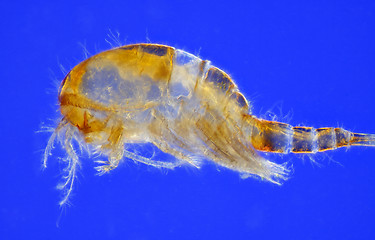 Image showing Freshwater copepod (Cyclops)