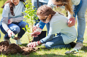 Image showing group of volunteers planting tree in park