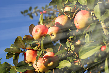 Image showing Red apples and leaves