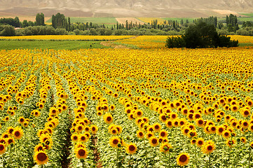 Image showing Yellow Fields