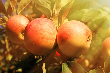 Image showing Red apples and leaves on blue sky