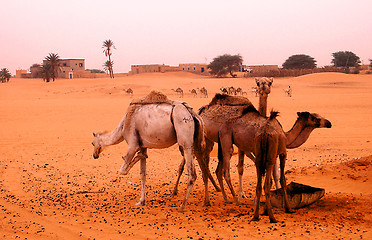 Image showing Sahara