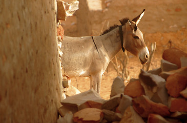 Image showing Donkey