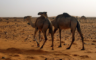 Image showing Camels